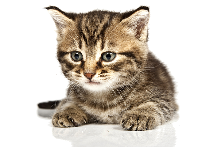 A cute cat